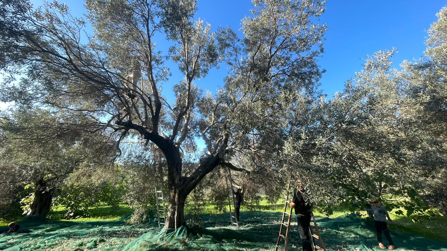 Timpa Bianca 2025 - blik 2 liter