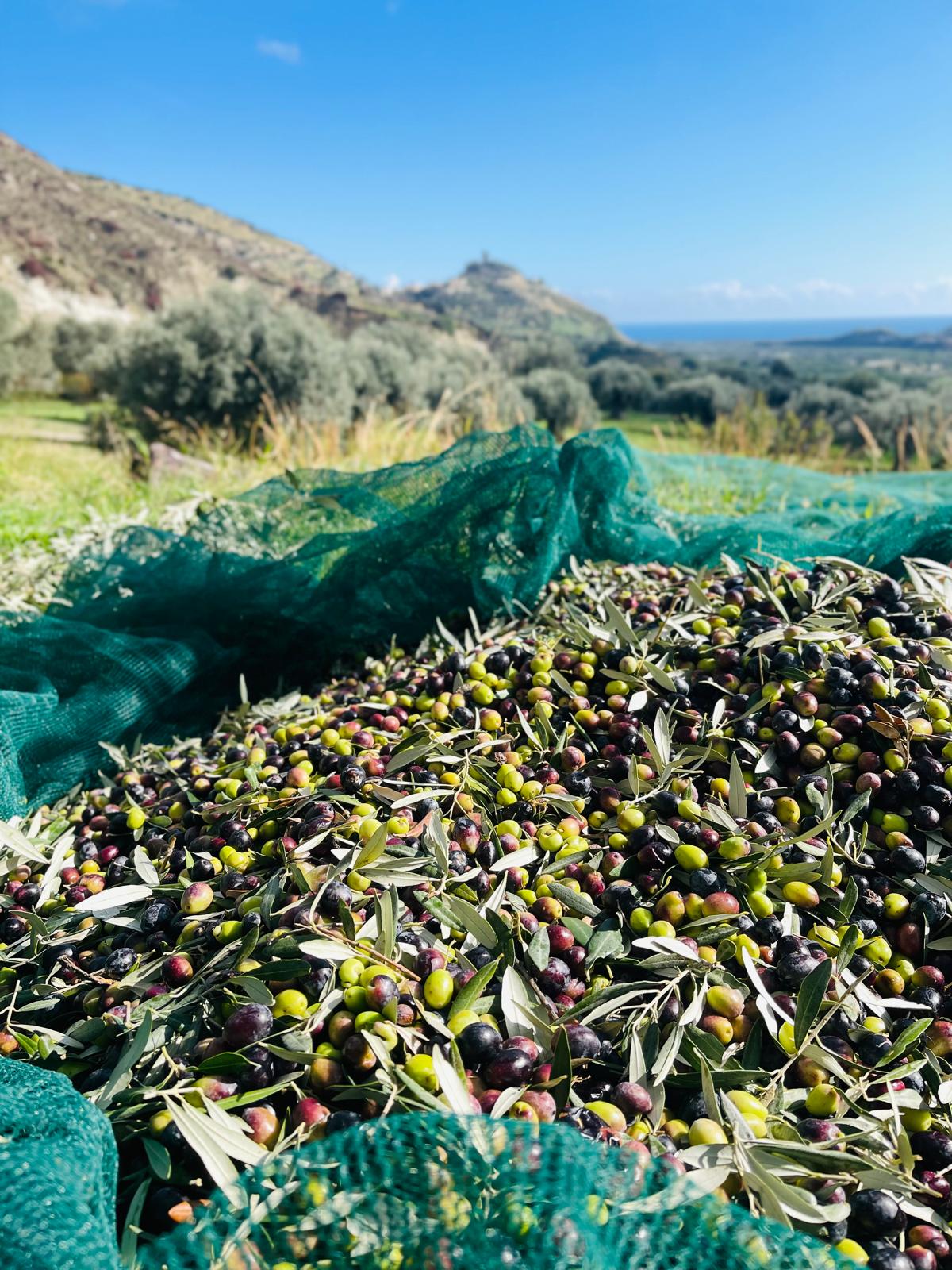 Timpa Bianca 2025 - blik 1 liter