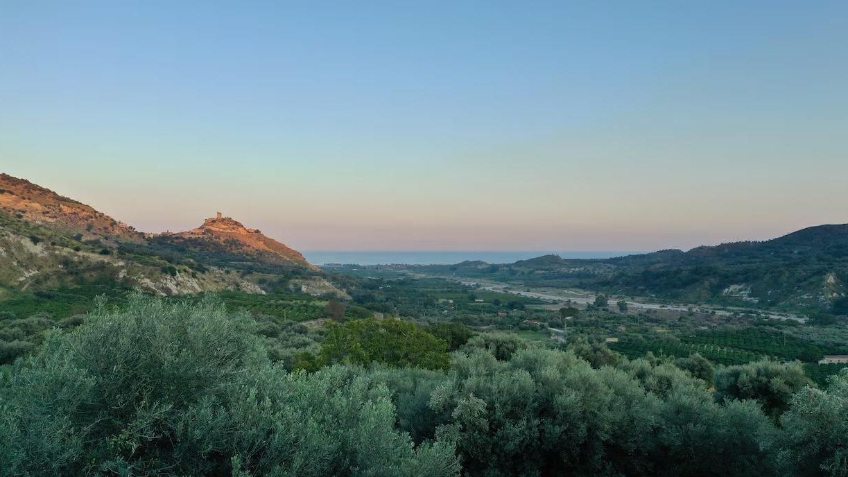 Timpa Bianca 2025 - blik 1 liter